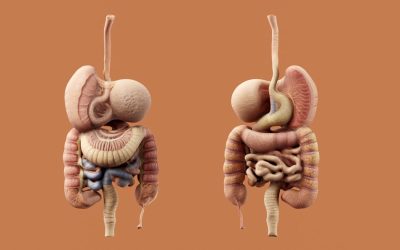 Ulcères d&rsquo;estomac symptômes : reconnaître les signes et comprendre la douleur gastrique