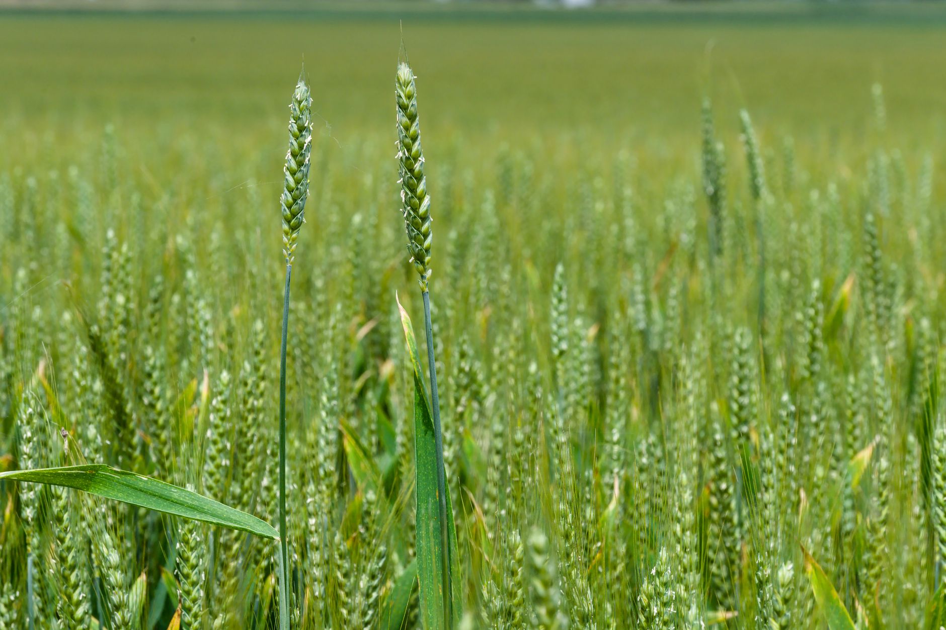 81 cas de salmonellose : la menace des graines transformées en Lot-et-Garonne