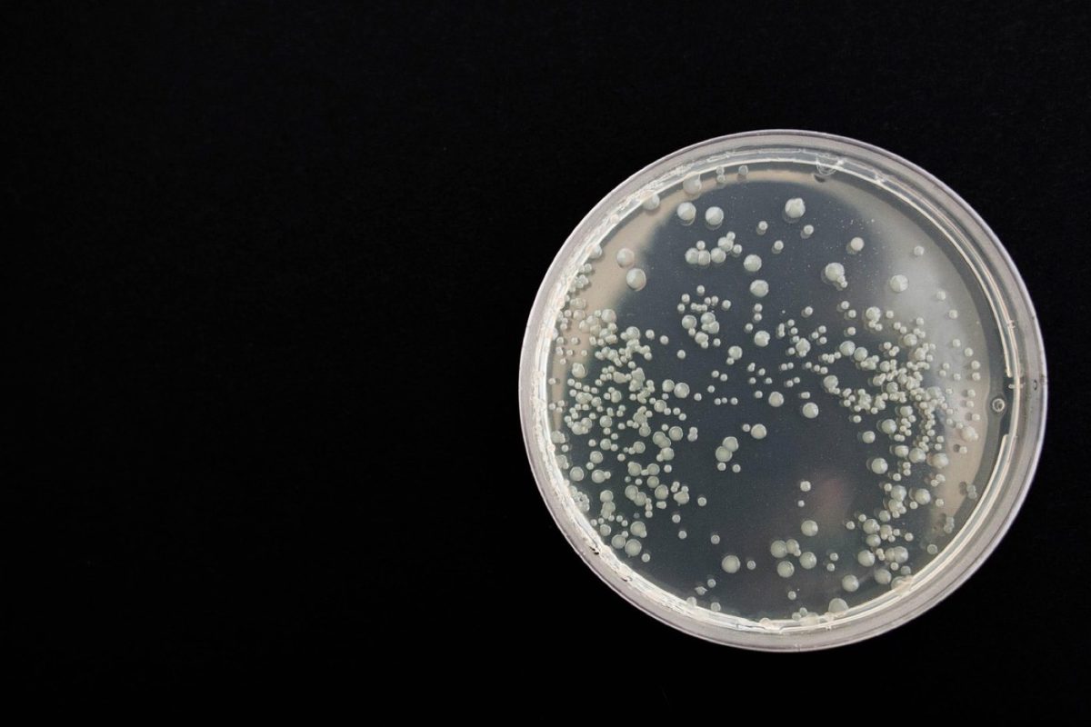 Rôles du microbiote intestinal dans la digestion