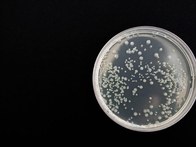 Rôles du microbiote intestinal dans la digestion