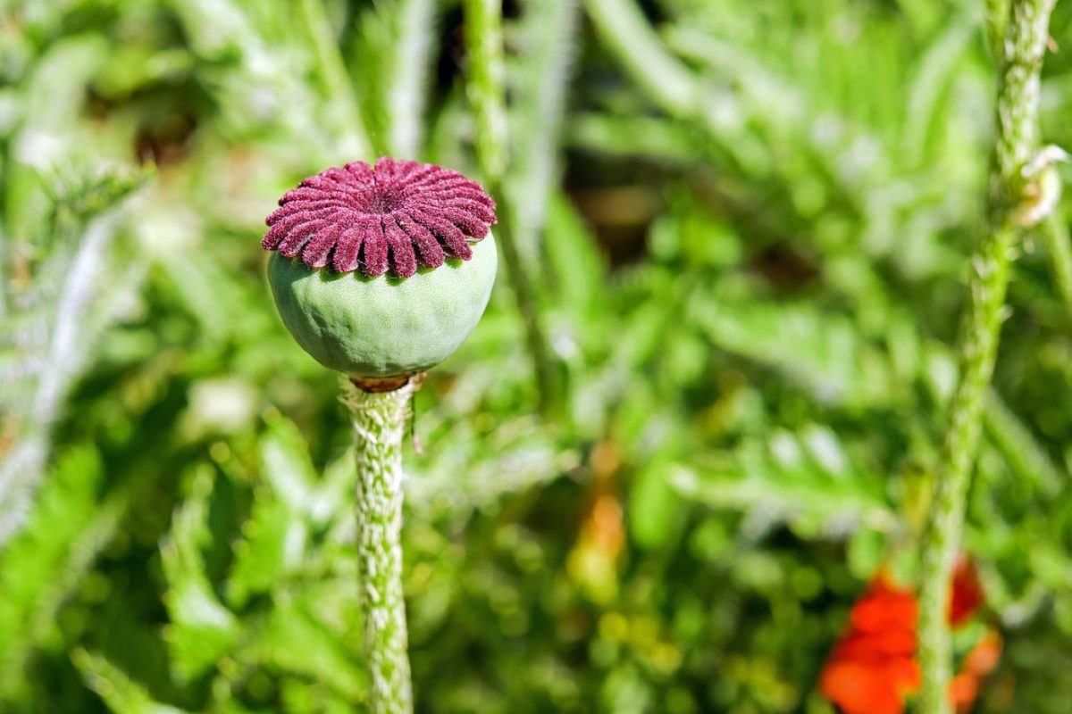 Mutaflor (E. coli Nissle 1917) et colite ulcéreuse : efficacité