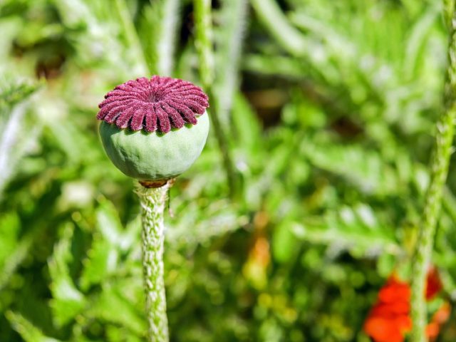 Mutaflor (E. coli Nissle 1917) et colite ulcéreuse : efficacité