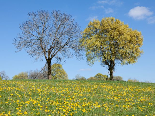 Depuis le printemps, des solutions pour soulager les allergies saisonnières