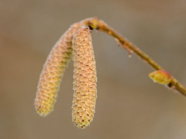 Stratégies pour éviter les allergies saisonnières