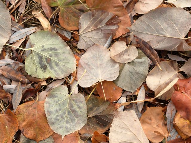 Comment atténuer vos allergies saisonnières à l’approche de l’automne