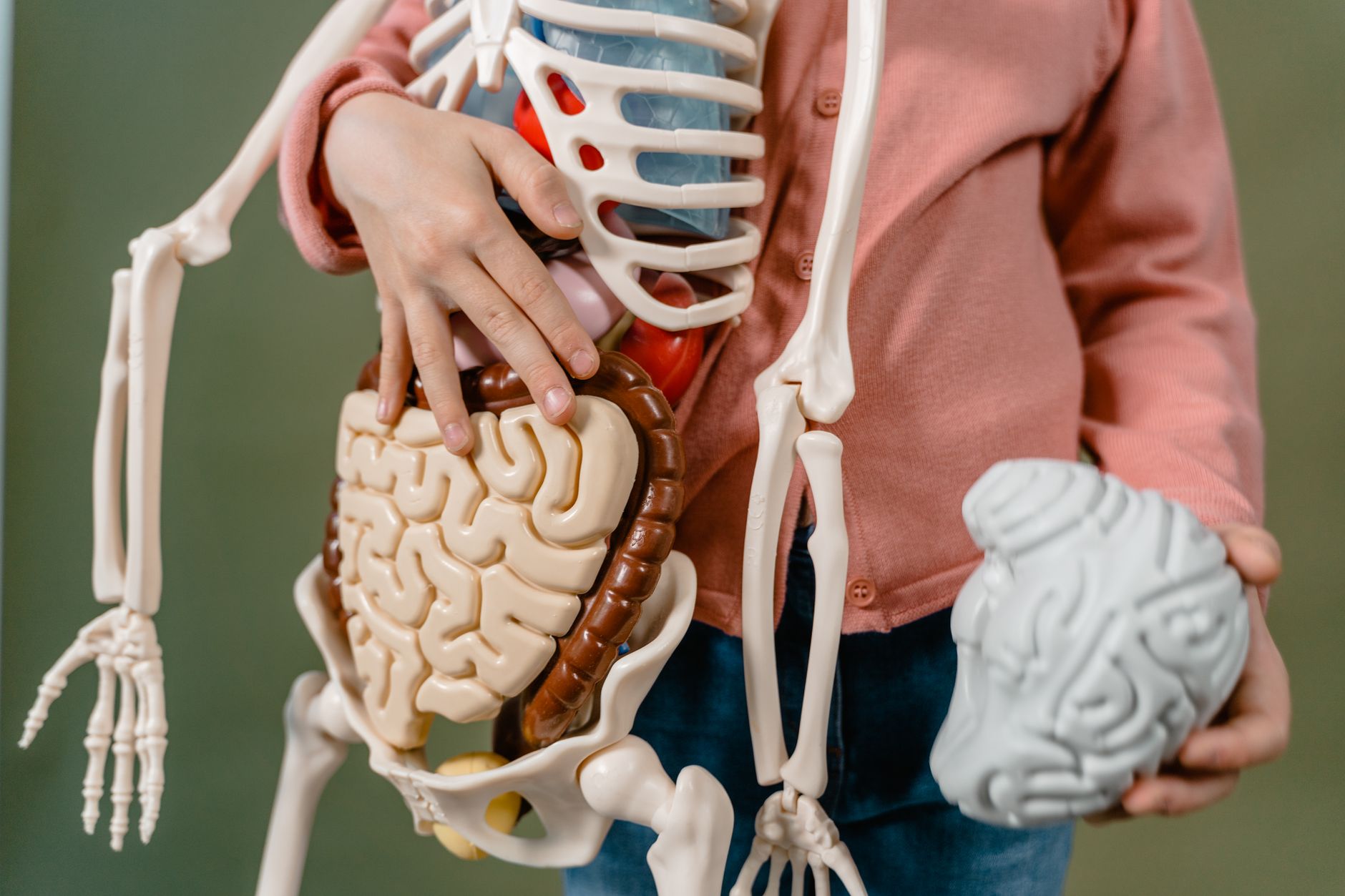 Pathologies digestives : panorama, symptômes et orientations